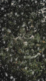 Snijeg na borovim granama.