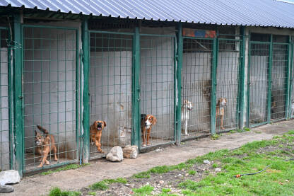 Napušteni psi u skloništu za životinje. Azil za pse. Grupa napuštenih pasa. Pas lutalica.
