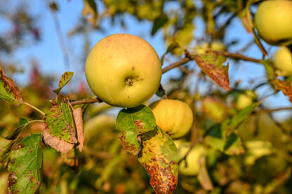 Jabuke rastu na drvetu u voćnjaku. Zrele jabuke na drvetu spremne za berbu. Voće.