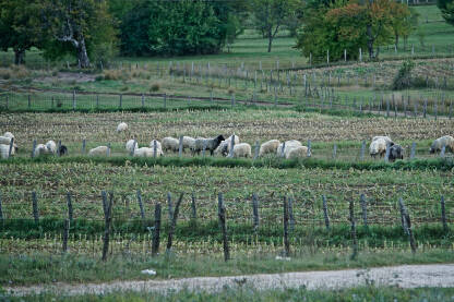 Ovce pasu na strnjištu na visoravni Borci iznad Boračkog Jezera.