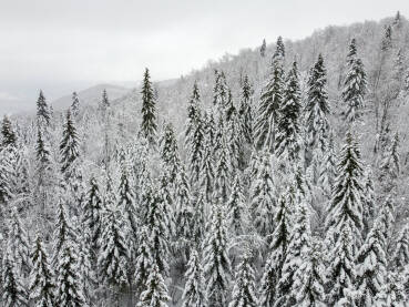 Šuma prekrivena snijegom, snimak dronom. Drveće u šumi prekriveneo snijegom. Smrče i borovi prekriveni snijegom na planini.