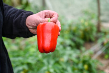 Farmer u ruci drži svježe ubranu crvenu papriku. Poljoprivreda. Proizvodnja hrane. Svježe povrće.