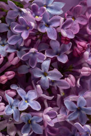 Close up fotografija jorgovana, macro, sitni prelijepi cvjetići, teksture i boje, podloga