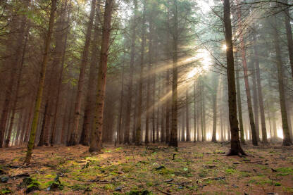 Sunce i magla u mladoj jelovoj šumi