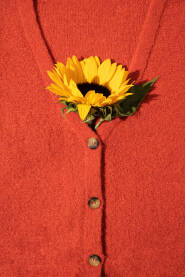 Cvijet suncokreta u crvenom pletenom džemperu.