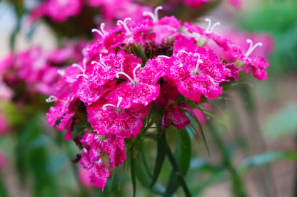 Mali rozi cvjetići u vrtu