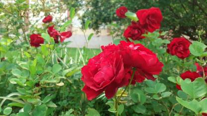 Ruža je najpoznatija i najomiljenija  biljka na svijetu. Prozvana je kraljicom cvijeća.
