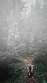 Šetnja s psom u maglovitom planinskom prizoru