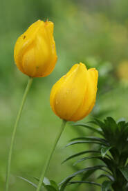 Dva cvijeta žutih tulipana u bašti snimljeni izbliza, close up, sa kapljicama kiše i zamućenom pozadinom.