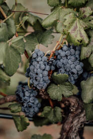 Crni grozd blatine iz Brotnja u Hercegovini