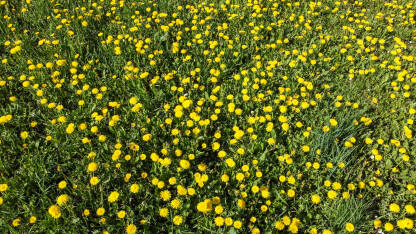 Cvjetovi maslačka u polju. Žuti cvjetovi maslačak na livadi.