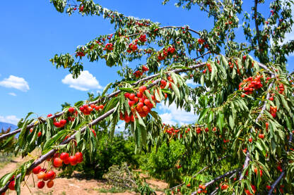 Trešanje rastu na stablu u voćnjaku. Zrele crvene trešnje na stablu spremne za berbu. Voće.