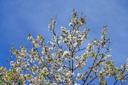Bijeli cvjetovi višnje. Stablo višnje u cvatu u voćnjaku. Prunus cerasus. Behar na drvetu.