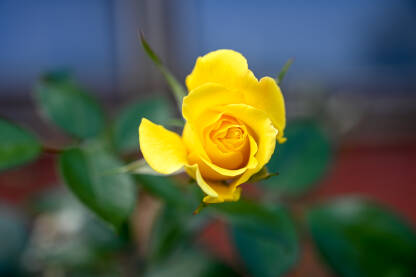 Žuta ruža u vrtu. Cvijeće.