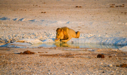 lav pije vodu u divljini Namibije.