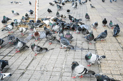 Grupa golubova na ulici. Ulični golubovi.