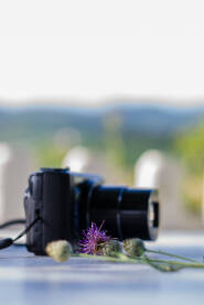 Cvijet čička s kamerom van fokusa na stolu