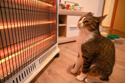 Mačka se pokušava zagrijati na grijalici u stanu. Slatka domaća mačka se opušta u blizini grijalice u kući tokom zime.