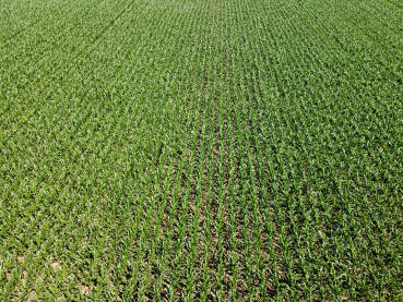 Polje kukuruza, snimak dronom. Stabljike mladog kukuruza rastu na njivi.
