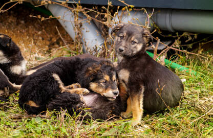 Leglo malih pasa lutalica na travi.