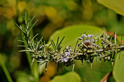 Ruzmarin Ruzmarin (mirisni ružmarin, rozmarin, rusmarin, lat. Salvia rosmarinus)
Igličasti listovi intenzivnog su mirisa, te pikantnog okusa. Koristi se za aromatiziranje povrća i mesnih jela.