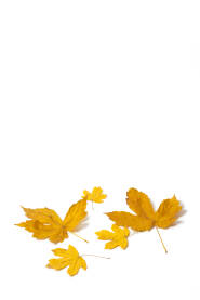 Žuto jesenje lišće na bijeloj pozadini
