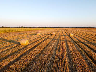Bale sijena u polju, snimak dronom. Bale ili koluti sijena na poljoprivrednom zemljištu.