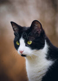 Portret crno bijele mačke.