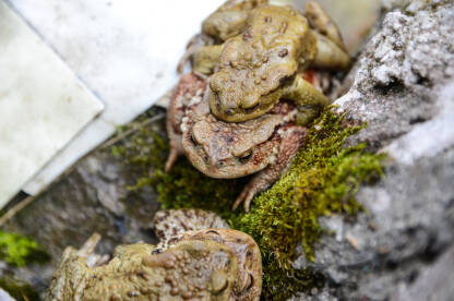 Mužjak i ženka žabe u blizini vode. Žabe se pare. Obična krastača