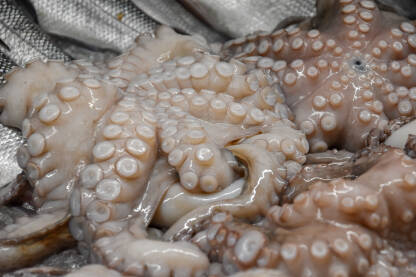 Hobotnica u ribarnici, na ledu. Svježa hobotnica na prodaju.