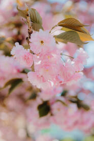 Procvjetala japanska trešnja. Rozem behar na stablu japanske trešnje.