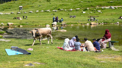 Turisti i krave pored jezera. Turisti na odmoru. Prokoško jezero, BiH.