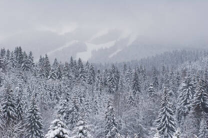 Planina Igman i snijeg