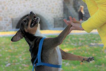 Pas se radosno pozdravlja sa voljenim čovjekom. Raduje se životu i igri. Srećan pas.