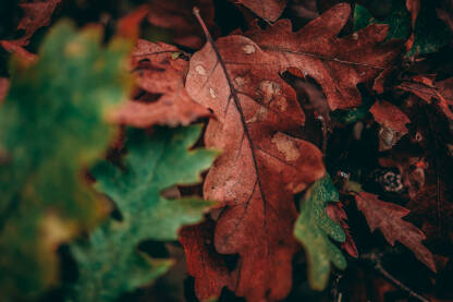Jesen, crveno suvo lišće na ogradi