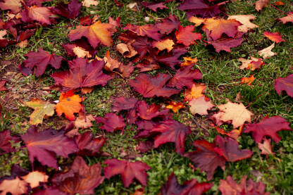 Crveni list javora položen na svježu travu, prikazan u krupnom planu. Intenzivna jesenja crvena boja