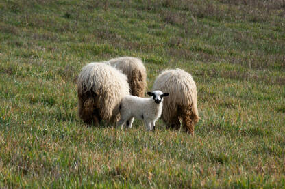 Janje među ovcama, gleda prema kameri dok ovce pasu travu