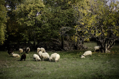 Ovce na ispaši u šumarku