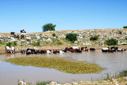 Divlji konji piju vodu i kupaju se po vrućem ljetnom danu u planini. Krdo žednih konja osvježava se na jezeru. Prekrasni konji na pašnjaku u prirodi. Divlje životinje.