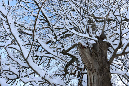 Drvo neobičnog oblika prekriveno snijegom