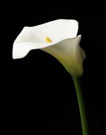 Graciozni cvijet kale. Cvijet koji je porijeklom sa juga Afrike. (lat. Zantedeschia aethioipica)