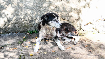 Stari mršavi pas ispred kuće na selu.