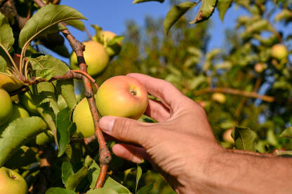 Farmer bere zrelu jabuku sa grane u voćnjaku. Uzgoj voća. Poljoprivreda.