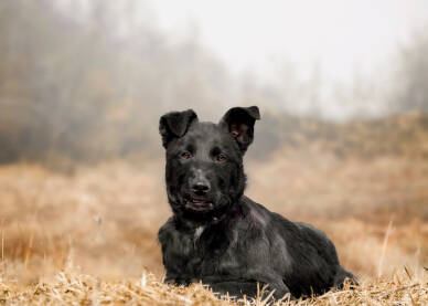 Crni pas na livadi pozira za fotografa.