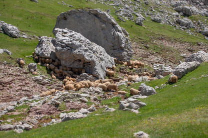 Ovce na ispaši na planini Visočica skrivaju se od jakog sunca.