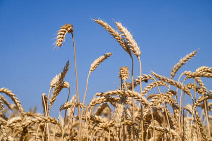 Polje pšenice. Zrelo zlatno klasje pšenice spremno za žetvu. Žitarice.