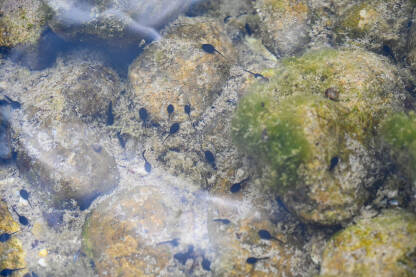 Punoglavci u vodi. Mnoštvo punoglavaca u rijeci.