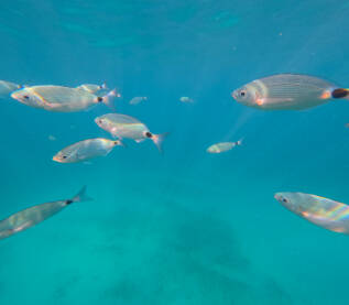 Jato riba pliva u moru. Ušata (Oblada melanura). Snimak grupe riba podvodnom kamerom u moru.