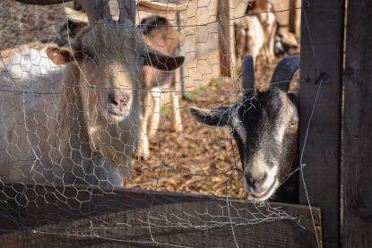 Koze na farmi iza ograde