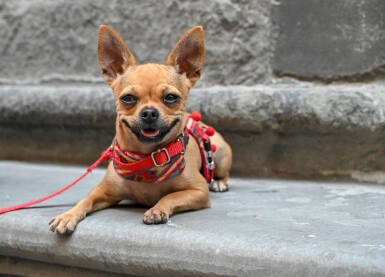 Slatki psić na uzici. Kućni ljubimci. Chihuahua.